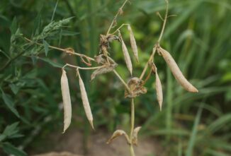 An Easy Peasy Start to Seed Saving
